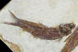 Two Small Fossil Fish (Knightia)- Wyoming #106955-2